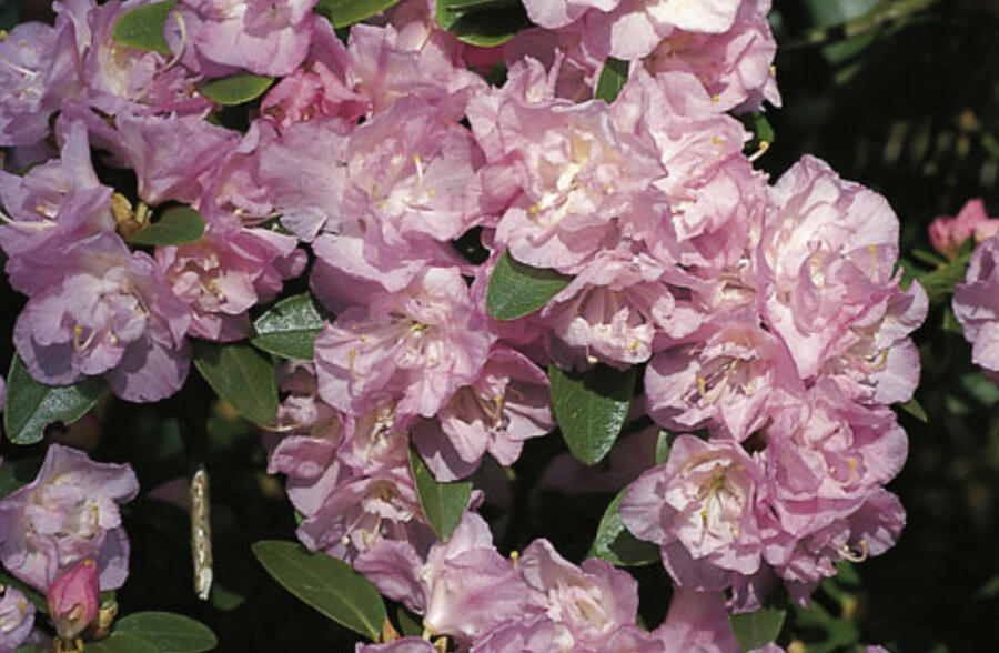 Pěnišník daurský 'April Reign' - Rhododendron dauricum 'April Reign'