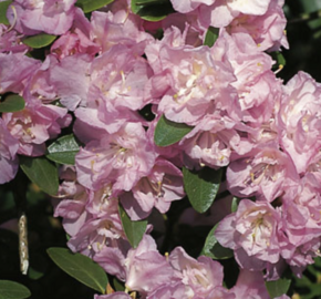 Pěnišník daurský 'April Reign' - Rhododendron dauricum 'April Reign'