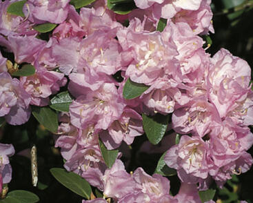 Pěnišník daurský 'April Reign'