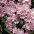 Rhododendron dauricum 'April Reign'.png