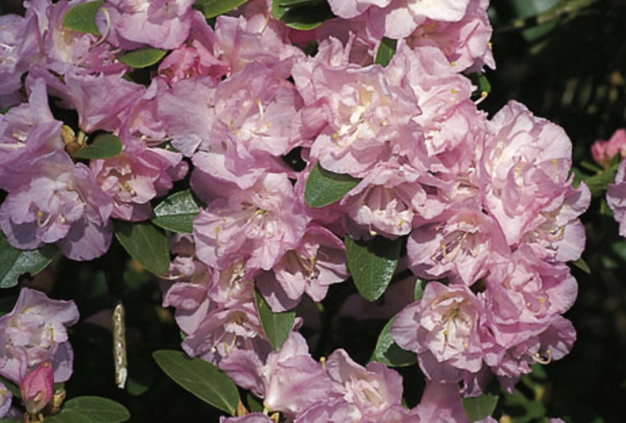 Pěnišník daurský 'April Reign' - Rhododendron dauricum 'April Reign'