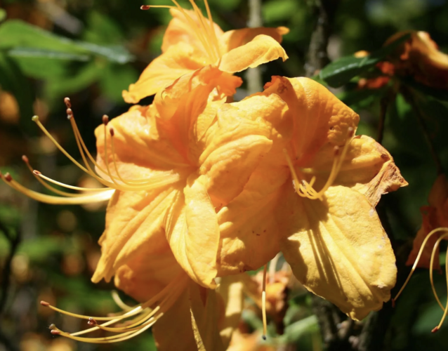 Pěnišník měkký 'Klondyke' - Azalea mollis 'Klondyke'