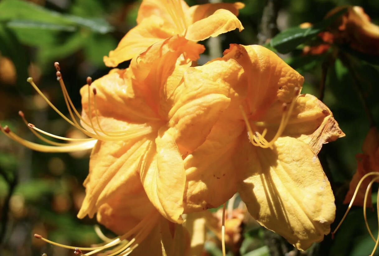 Pěnišník měkký 'Klondyke' - Azalea mollis 'Klondyke'