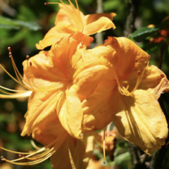 Pěnišník měkký 'Klondyke' - Azalea mollis 'Klondyke'