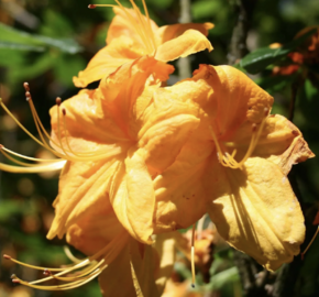 Pěnišník měkký 'Klondyke' - Azalea mollis 'Klondyke'