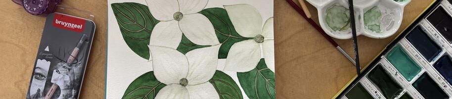 Cornus kousa herbář