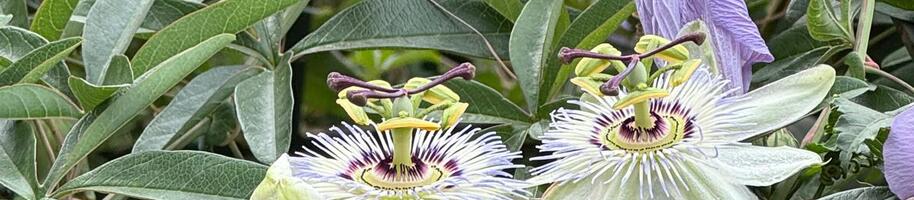 Pěstování mučenky