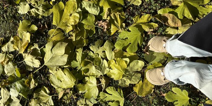 co dělat s listy na podzim