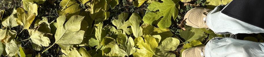 co dělat s listy na podzim