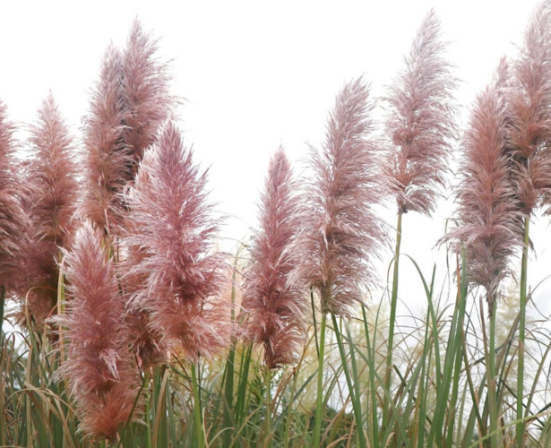 Pampová tráva 'Red Mistral' - Cortaderia selloana 'Red Mistral'
