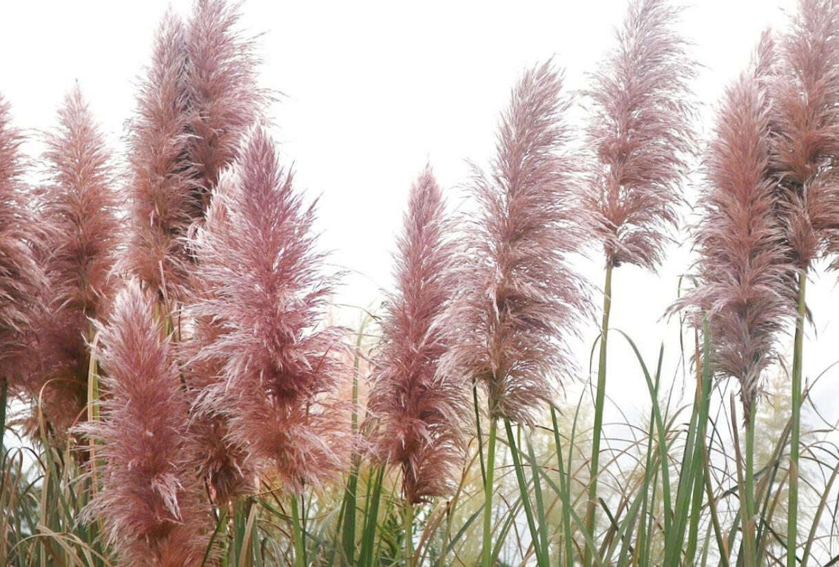 Pampová tráva 'Red Mistral' - Cortaderia selloana 'Red Mistral'