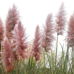 Pampová tráva 'Red Mistral' - Cortaderia selloana 'Red Mistral'