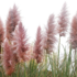 Cortaderia selloana 'Red Mistral'.png