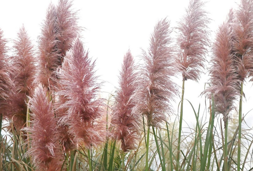 Pampová tráva 'Red Mistral' - Cortaderia selloana 'Red Mistral'