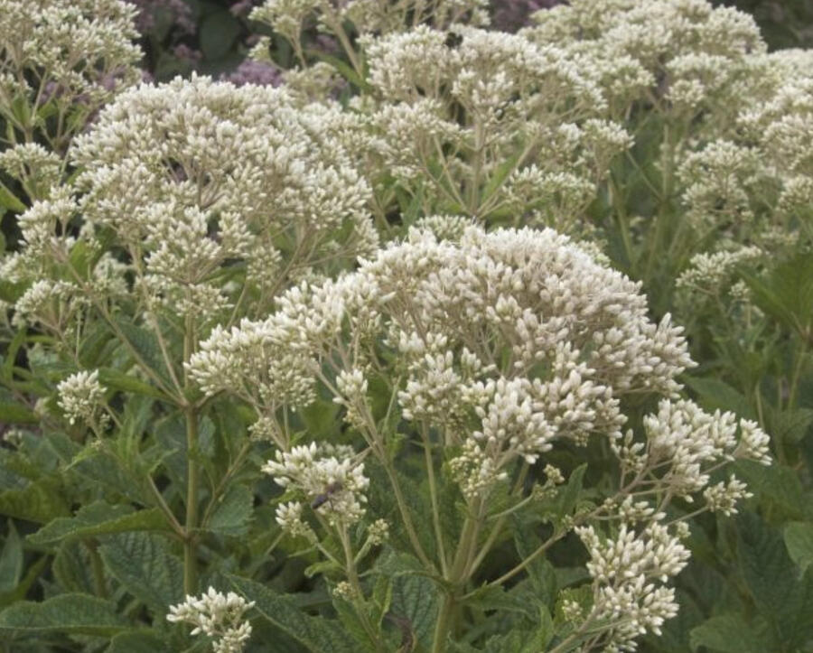 Sadec 'Snow Ball' - Eupatorium rugosum 'Snow Ball'