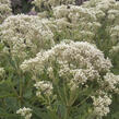 Sadec 'Snow Ball' - Eupatorium rugosum 'Snow Ball'