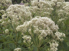 Sadec 'Snow Ball' - Eupatorium rugosum 'Snow Ball'