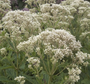 Sadec 'Snow Ball' - Eupatorium rugosum 'Snow Ball'
