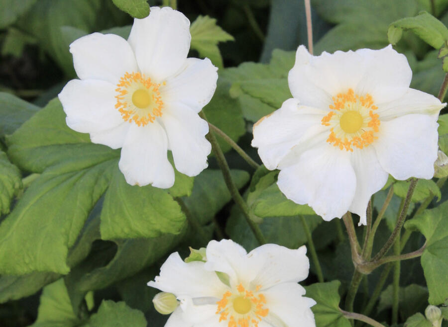 Sasanka hupejská 'Little White Princess' - Anemone hupehensis 'Little White Princess'