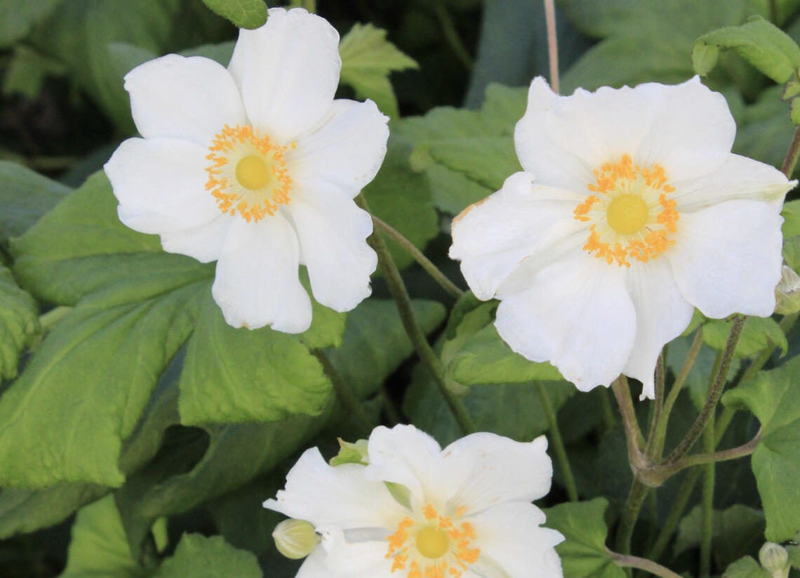Sasanka hupejská 'Little White Princess' - Anemone hupehensis 'Little White Princess'