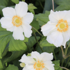 Sasanka hupejská 'Little White Princess' - Anemone hupehensis 'Little White Princess'