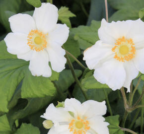 Sasanka hupejská 'Little White Princess'