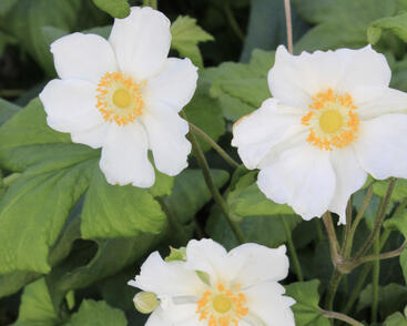 Sasanka hupejská 'Little White Princess'