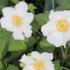 Anemone hupehensis 'Little White Princess'.png