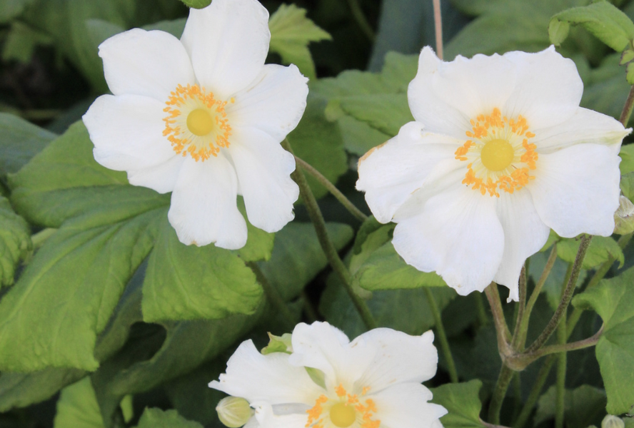 Sasanka hupejská 'Little White Princess' - Anemone hupehensis 'Little White Princess'