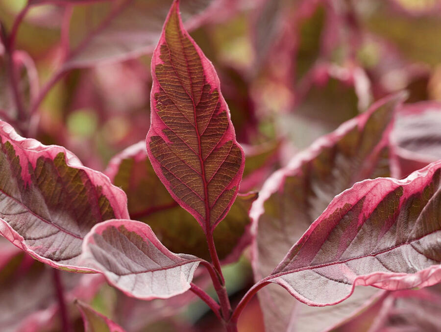Svída bílá 'Miracle' - Cornus alba 'Miracle'