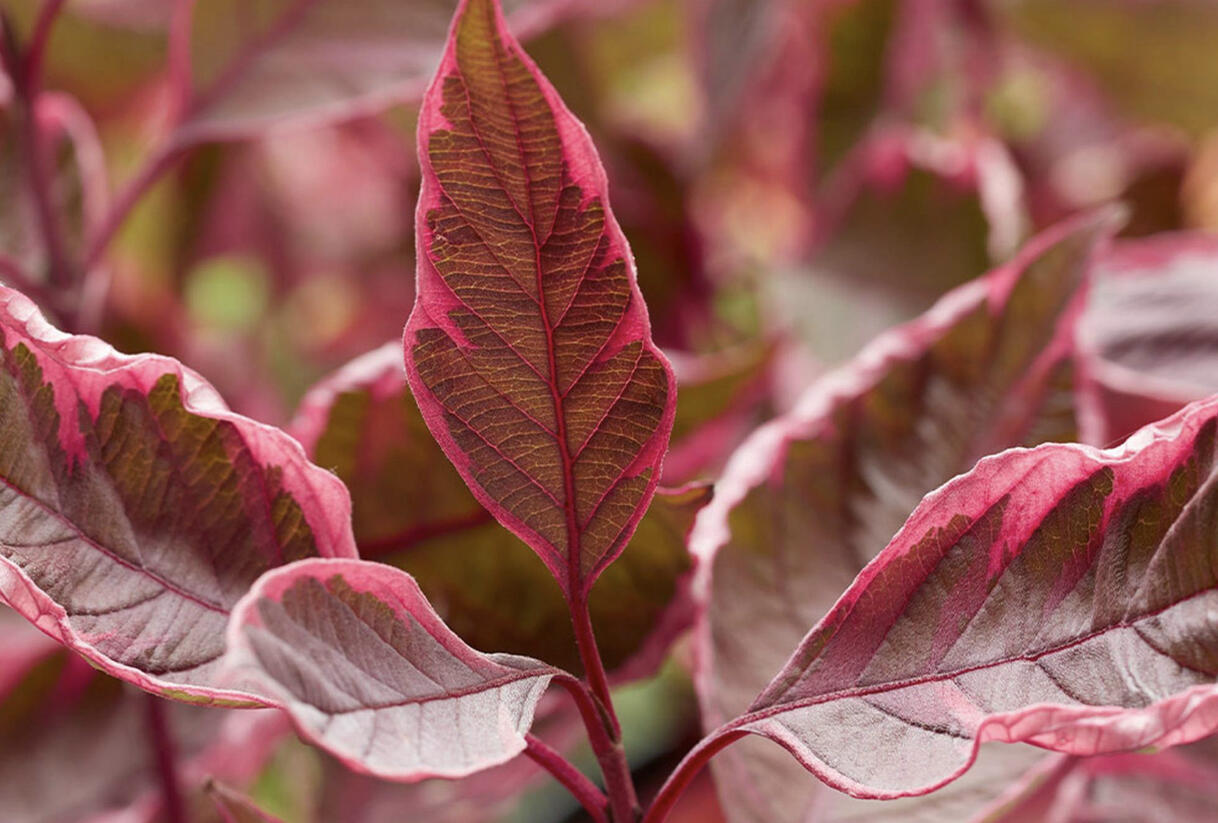 Svída bílá 'Miracle' - Cornus alba 'Miracle'
