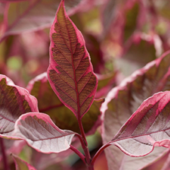 Svída bílá 'Miracle' - Cornus alba 'Miracle'
