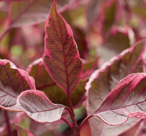 Svída bílá 'Miracle'