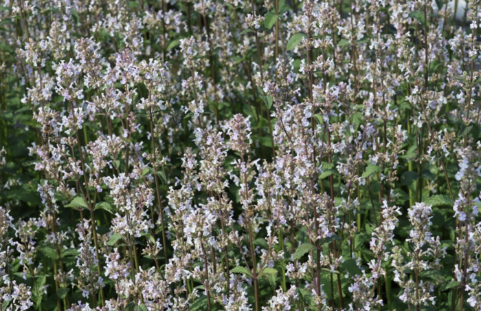 Šanta lesostepní 'Anne's Choice' - Nepeta nuda 'Anne's Choice'