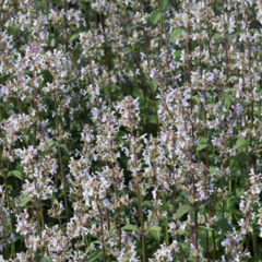 Šanta lesostepní 'Anne's Choice' - Nepeta nuda 'Anne's Choice'