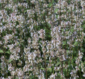 Šanta lesostepní 'Anne's Choice' - Nepeta nuda 'Anne's Choice'