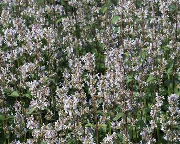 Šanta lesostepní 'Anne's Choice'