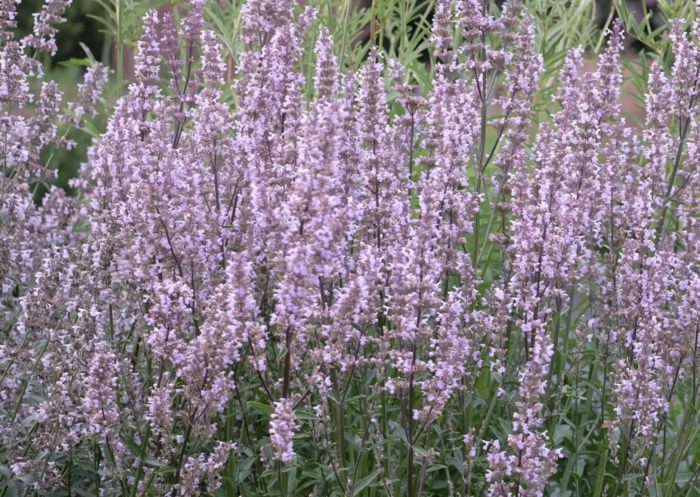 Šanta lesostepní 'Purple Cat' - Nepeta nuda 'Purple Cat'