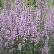 Šanta lesostepní 'Purple Cat' - Nepeta nuda 'Purple Cat'
