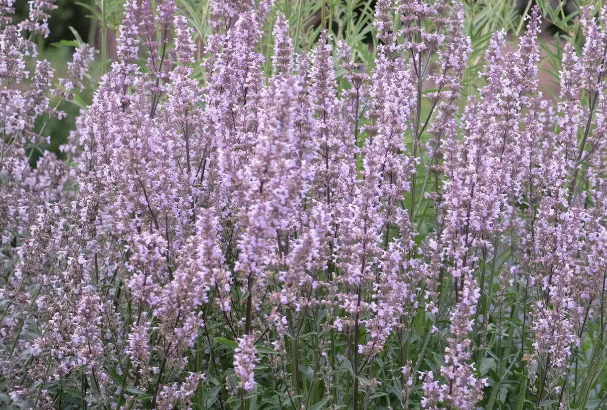 Šanta lesostepní 'Purple Cat' - Nepeta nuda 'Purple Cat'