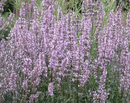 Šanta lesostepní 'Purple Cat'