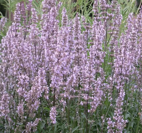 Šanta lesostepní 'Purple Cat'