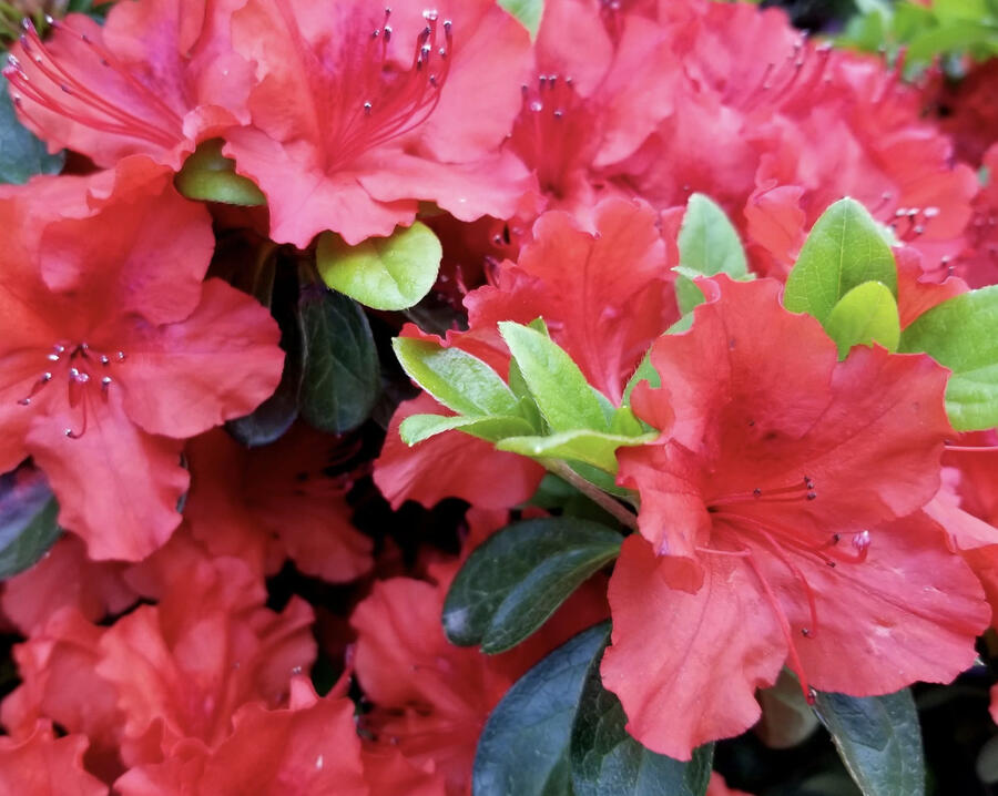 Azalka japonská 'Hot Shot' - Azalea japonica 'Hot Shot'