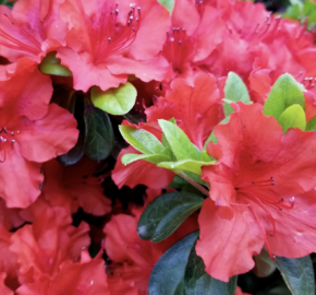 Azalka japonská 'Hot Shot' - Azalea japonica 'Hot Shot'