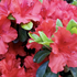 Azalea japonica 'Hot Shot'.png