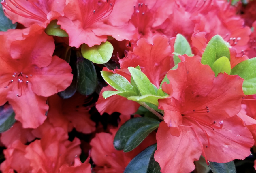 Azalka japonská 'Hot Shot' - Azalea japonica 'Hot Shot'