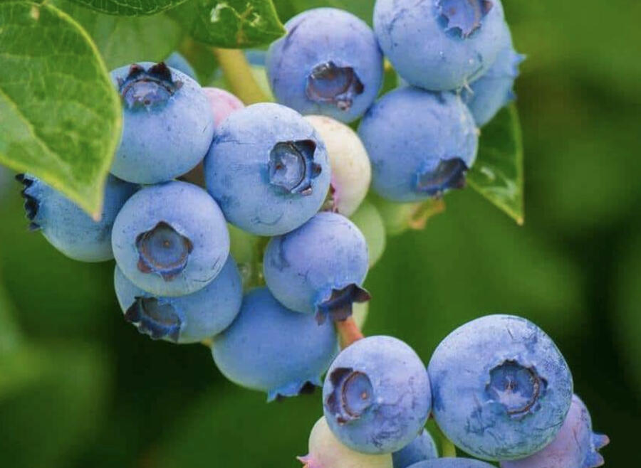 Brusnice borůvka - Vaccinium myrtillus