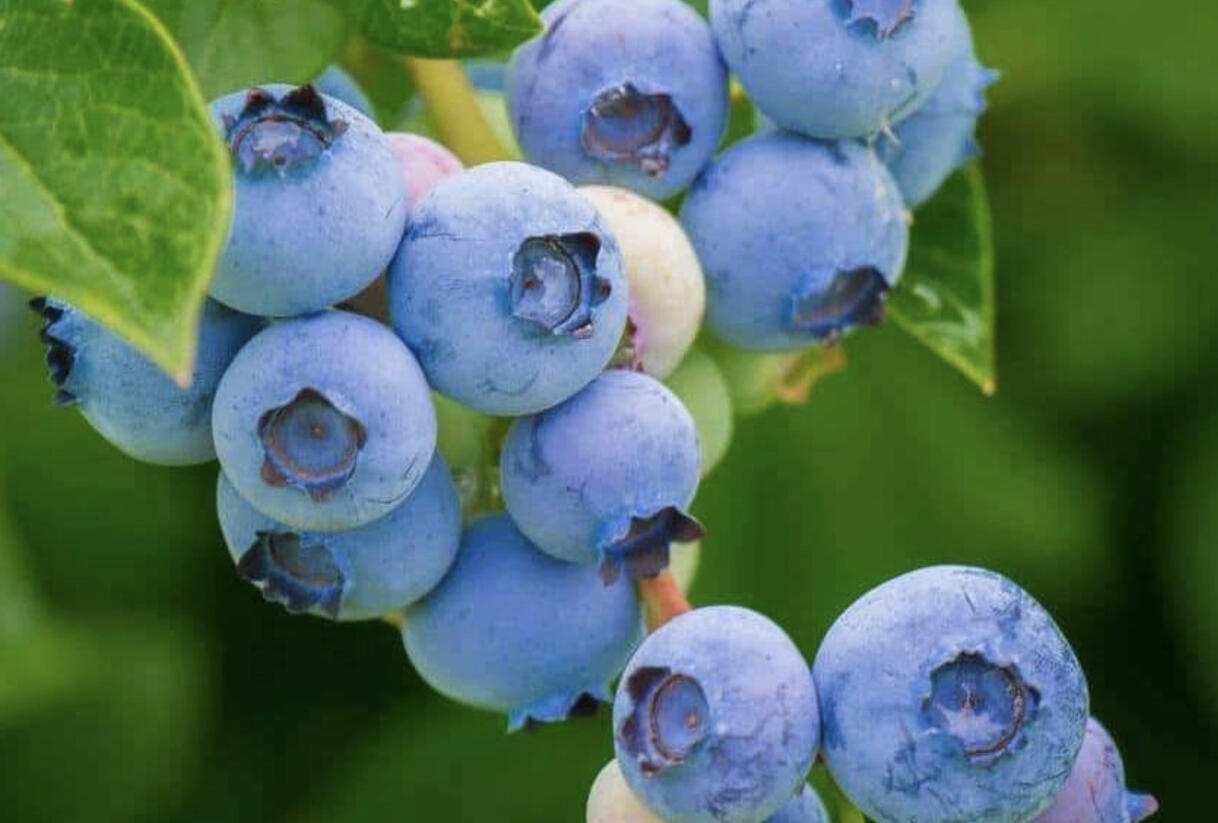Brusnice borůvka, borůvka lesní - Vaccinium myrtillus