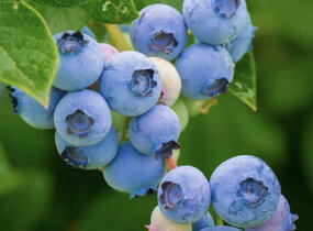 Brusnice borůvka, borůvka lesní - Vaccinium myrtillus