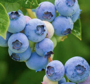 Brusnice borůvka, borůvka lesní